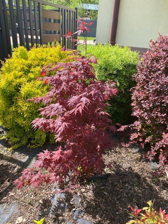 Apartament Nad Szczawniczkiem Muszyna Luaran gambar